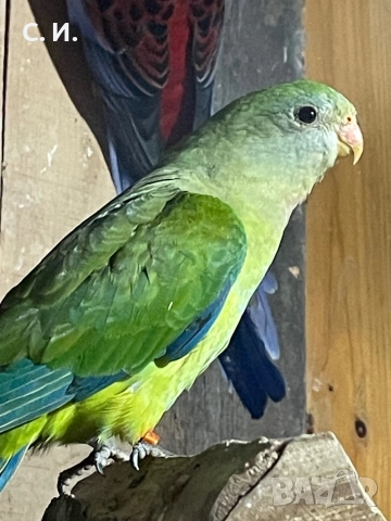 Млад барабанд , снимка 2 - Папагали - 52518802