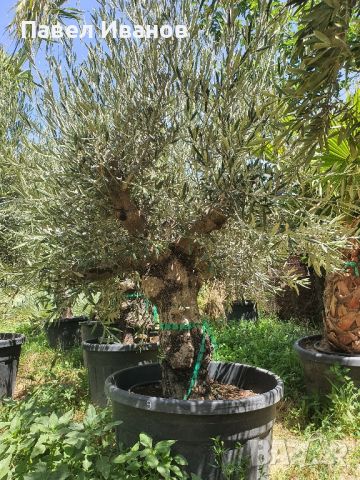 Маслиново дърво за перфектният декор на вашата градина!!!, снимка 6 - Градински цветя и растения - 46413845