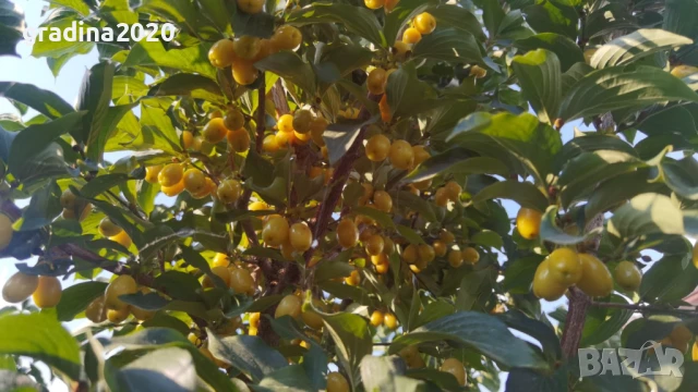 Дрян - Жълт, снимка 2 - Разсади - 51095875