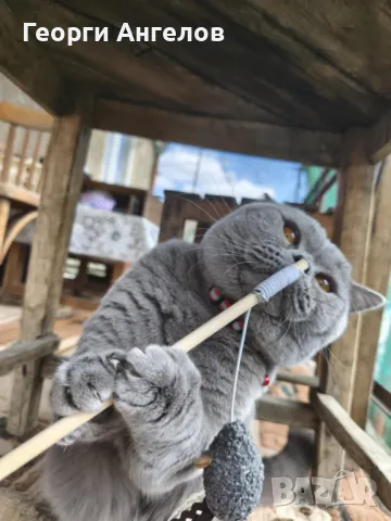 ЧИСТОКРЪВЕН МЪЖКИ БРИТАНЕЦ ЗА РАЗПЛОД, снимка 10 - Британска късокосместа - 48316235