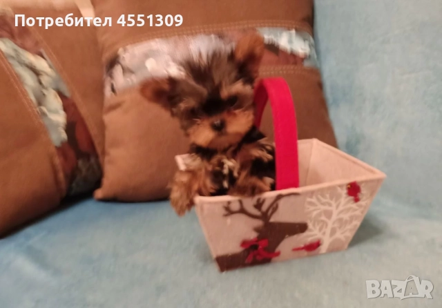 Йоркширски териер мини, снимка 3 - Йоркширски териер - 52881819