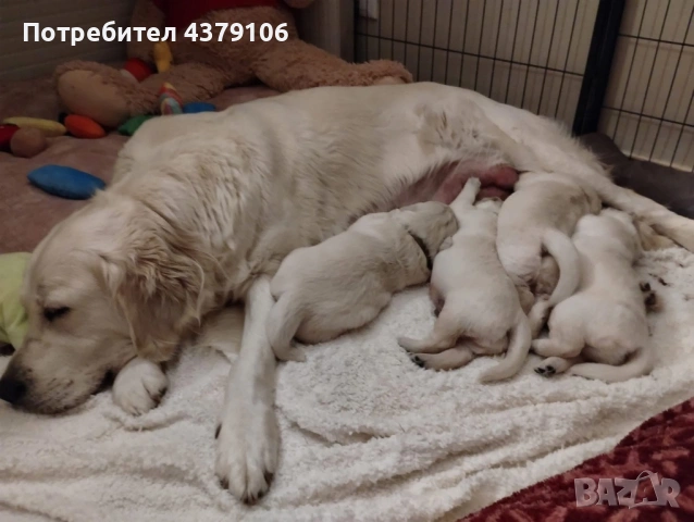 Голдън ретривър момче, снимка 10 - Голдън ретривър - 53087370