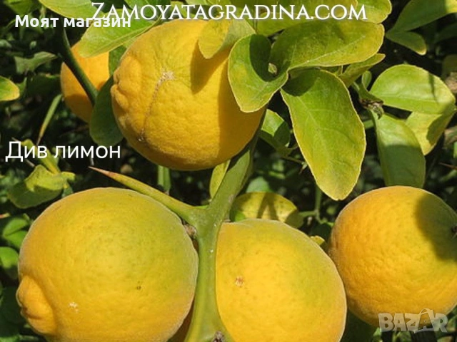 Цитрусови растения – Лимон , Портокал , Мандарина, Грейфрут ,Кумкуат , Лайм , Див лимон и Каламондин, снимка 4 - Градински цветя и растения - 53632778