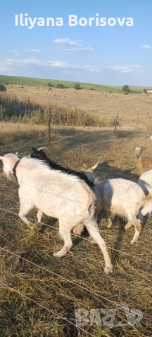 Продава се може и бартер, снимка 2 - Кози - 53226950