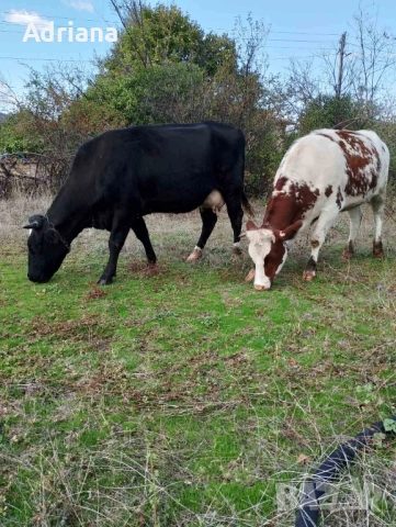 продавам две крави