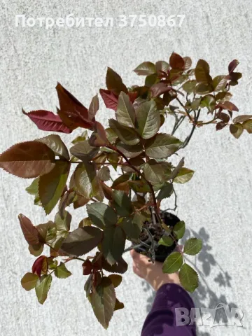 🌹РОЗА 🌹 VELASQUEZ® / Sexy PERFUMELLA® Meimirtylus 🌹, снимка 7 - Градински цветя и растения - 49672735