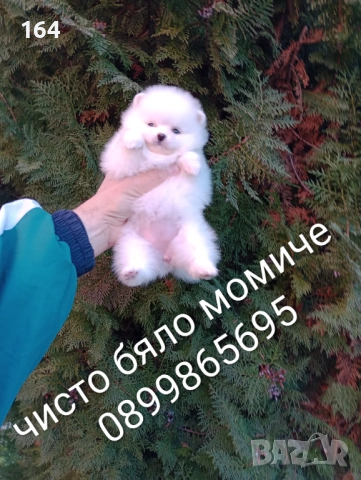 Бели Померани. Реални снимки от 15.12.25 г., снимка 4 - Померан - 52719427