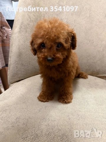 Той Пудел , снимка 3 - Пудели - 53085159