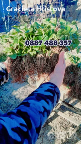 Продавам разсад ягоди 
