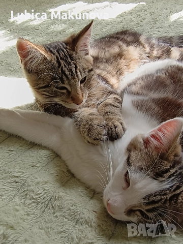 Безплатно, снимка 5 - Мейн кун - 52004434