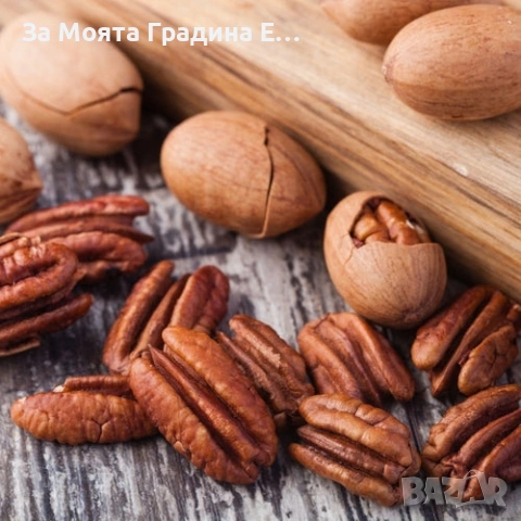 Орех- Пекан (Pecan Nuts) , снимка 2 - Разсади - 53620120