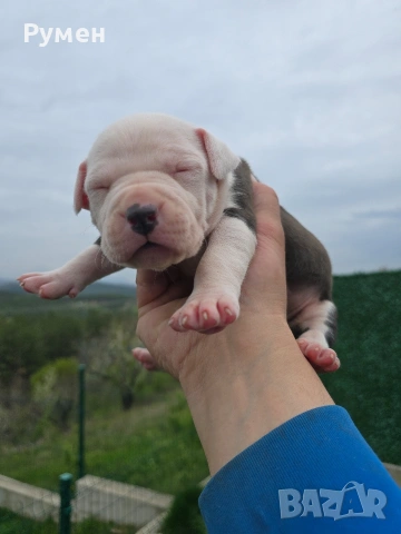 Американски стафордшир териер , снимка 6 - Американски стафордширски териер - 54059702