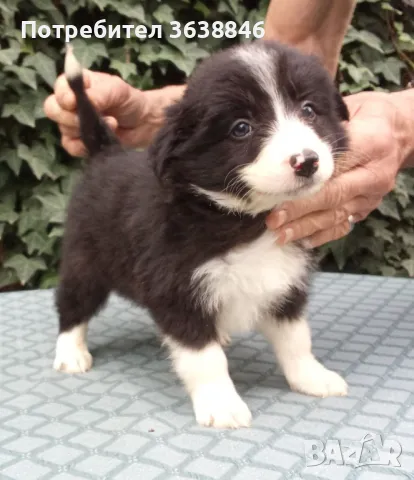 Бордър коли