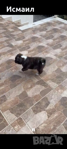 Здравейте малко мъжко кученце Акита, снимка 6 - Акита ину - 53844541