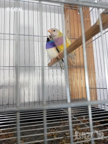 Продавам чифт гулдови амадини 