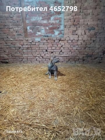 Чехословашки Вълчак, снимка 5 - Други - 53214003