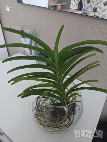 ванда , снимка 7 - Стайни растения - 53896166