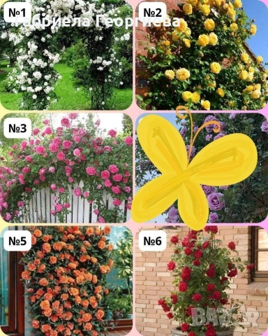 Храстовидни и влачещи рози 