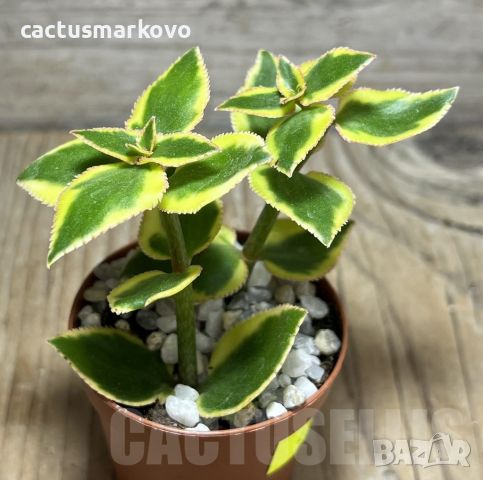 Crassula sarmentosa f. variegata, снимка 2 - Стайни растения - 46081774