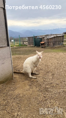 Кенгуру Валаби (ръждивоврато кенгуру) 