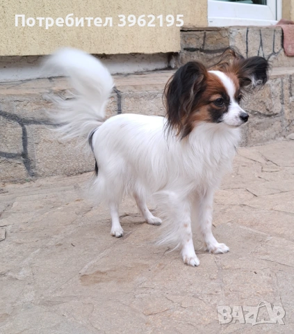 Папийон, снимка 2 - Пудели - 53730831