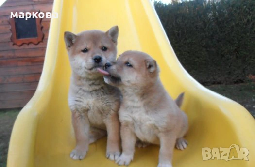 шиба ину, снимка 3 - Шиба ину - 52509787