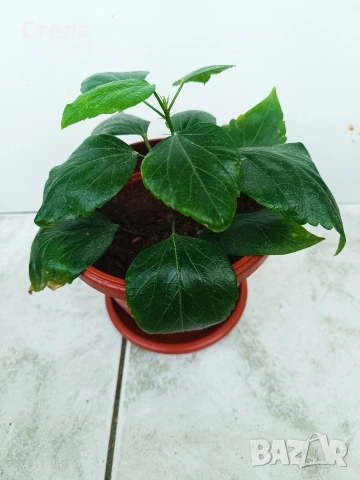 Пасифлора, китайски рози, Индрише , снимка 4 - Стайни растения - 53144264