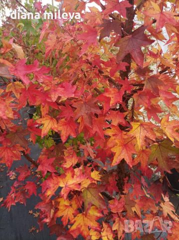 Ликвидамбър, Амброво дърво, Liquidambar , снимка 1 - Градински цветя и растения - 46214418