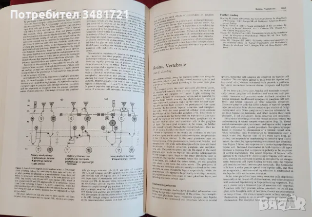 Голяма, двутомна енциклопедия на невронауките / Encyclopedia of Neuroscience Volume 1 and 2, снимка 11 - Специализирана литература - 48775123