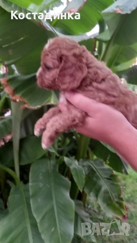 Продавам малки кученца Кавапу, снимка 4 - Пудели - 46475302