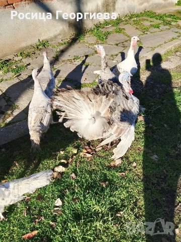 Домашни пуйки мъжки и женски 0897614893 Цена по договоряне, снимка 5 - други­ - 52739963