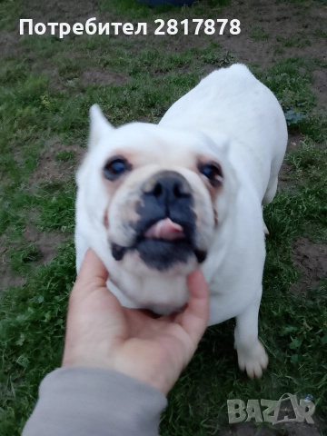 женски френски булдог 