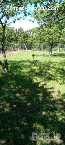 Рязане на асми, лозе и косене на трева за 1 Декър 70 евро . , снимка 6 - Други почистващи услуги - 53704400