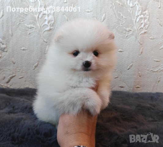 Мини померанчета , снимка 5 - Померан - 52967074