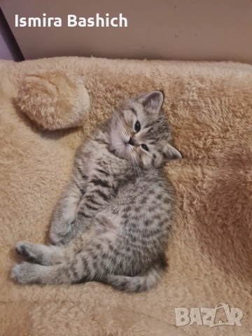 Британчета , снимка 6 - Британска късокосместа - 53086558