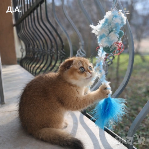 Scottish Fold , снимка 4 - Чинчили - 53784469