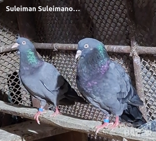 Въртеливи гълъби 50 лв 2 те двойки