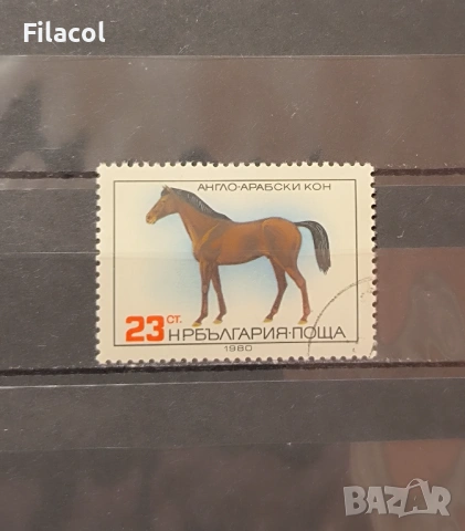 1980 (27 ноември) Коне.