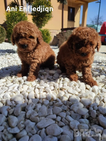 Пудел Той/Toy Poodle, снимка 4 - Пудели - 53896301