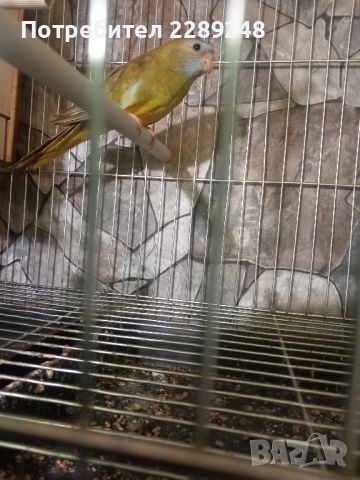 папагали неуфема, снимка 1 - Папагали - 46254926