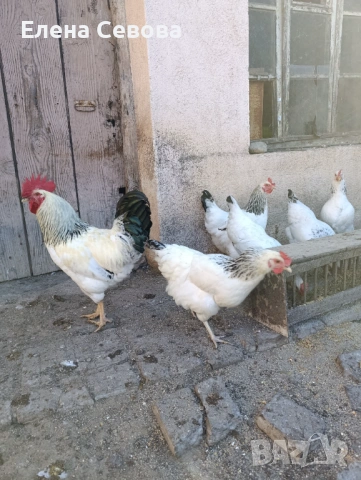 Яйца за люпене от Съсекс, голошийки и качулати , снимка 7 - Кокошки и пуйки - 53100266