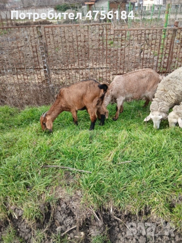 Продавам овце с малки агнета, снимка 7 - Овце - 53849792