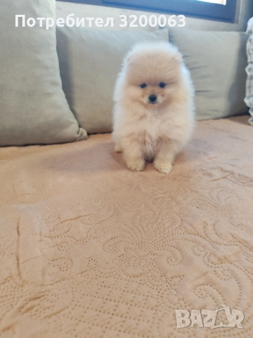 Померан мини шпиц , снимка 6 - Померан - 52815608