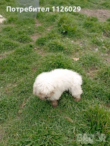 Малтийски болонки женски, снимка 9 - Болонка - 53719014