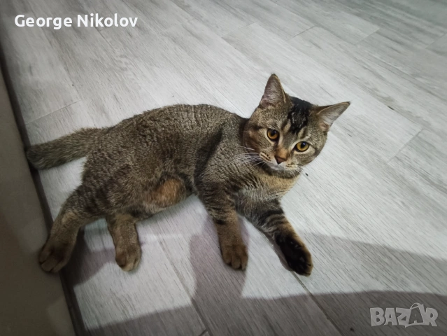  Британец златна чинчила  за разплод , снимка 9 - Британска късокосместа - 52175425