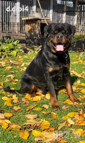 Ротвайлер мъжки на 15 месеца !!