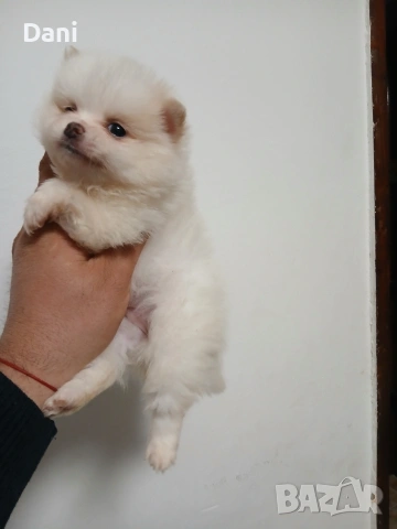 Mini Pomeran, снимка 3 - Померан - 53453223