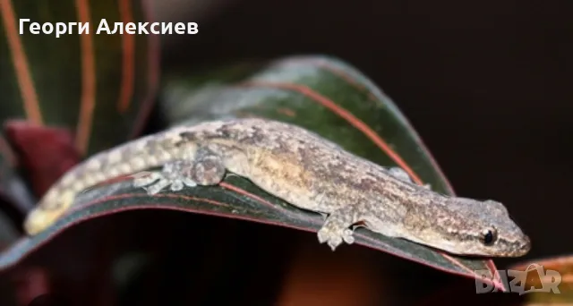 Гекон Лугубрис(Lepidodactylus lugubris), снимка 2 - Гекон - 48104511