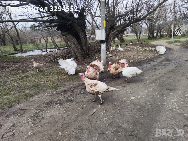 Пуйки и Пуяци , снимка 10 - Кокошки и пуйки - 53632545