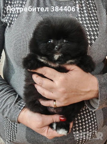 Мини померанчета , снимка 10 - Померан - 53223701
